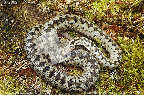 Image of beautiful male common european adder