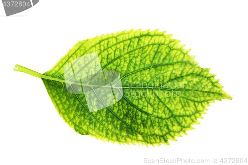 Image of isolated green hortensia leaf