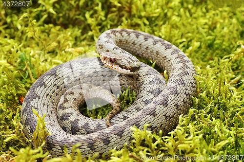 Image of common viper on green moss