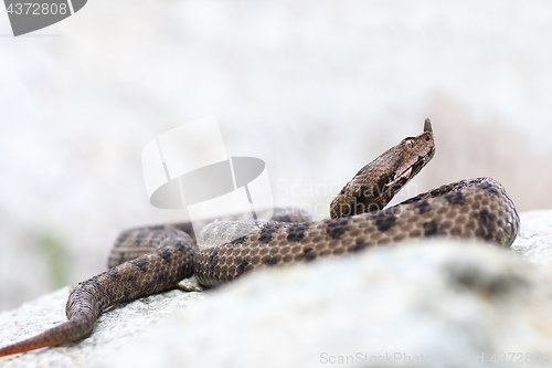 Image of Vipera ammodytes basking on limestone rock