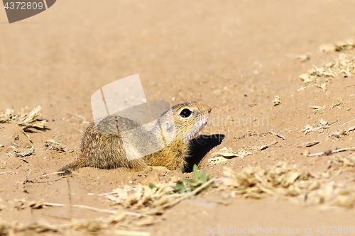 Image of juvenile ground squirrel close up