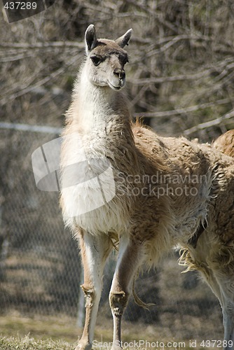 Image of Llama