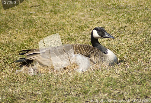 Image of Canada Goose