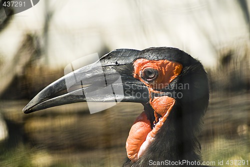 Image of Unusual Bird