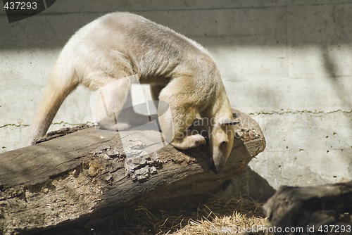 Image of Ant Eater