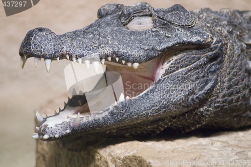 Image of Closeup of a Crocodile