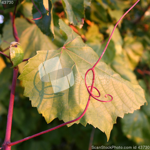 Image of leaf and fringe