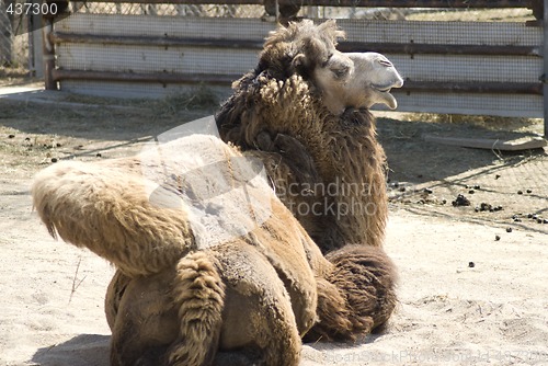 Image of Camel