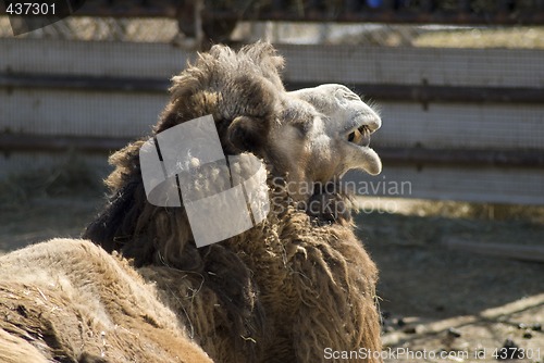 Image of Camel Face