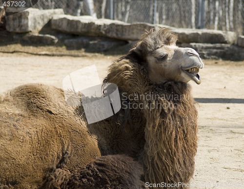 Image of Ugly Camel