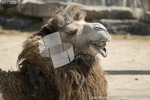 Image of Camel Face