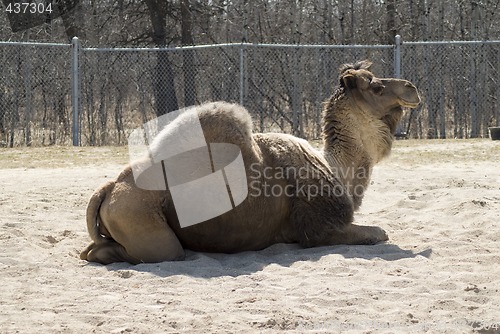 Image of One-hump Camel