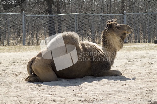 Image of One-hump Camel
