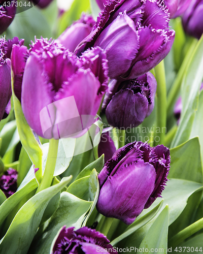 Image of bunch of tulip flowers close up for background, unusual rare sha