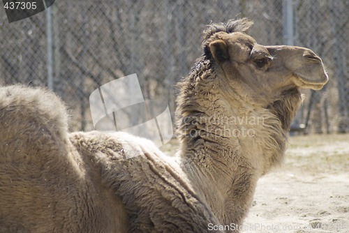 Image of One-humped Camel