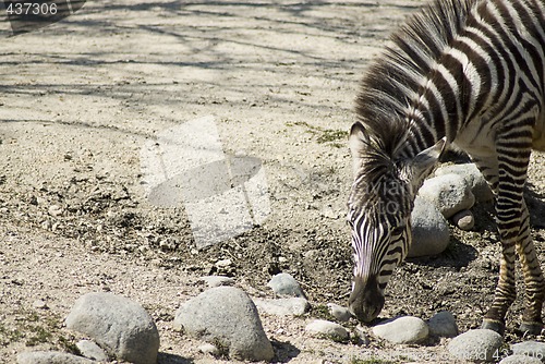 Image of Zebra