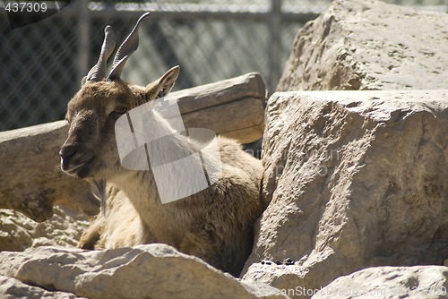 Image of Goat
