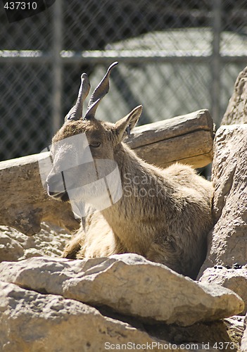 Image of Goat