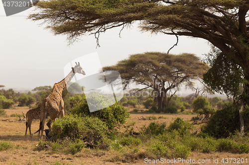 Image of Wild giraffe in Serengeti national park, Tanzania.