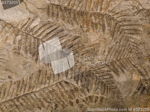 Image of Petrified prehistorical ferns frond imprint on stone