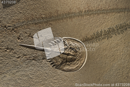 Image of Mesolimulus walchi or Xiphosura fossil imprint on stone