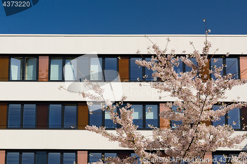 Image of Facade of modern office building with spring blossoming apple tr