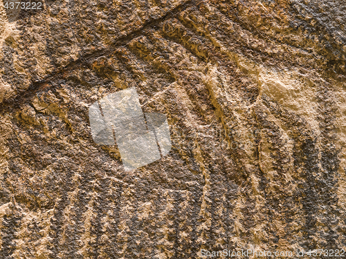 Image of Stone texture with petrified prehistorical ferns frond