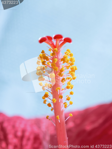 Image of Vertical blurred floral background Hibiskus red flower