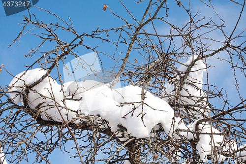 Image of snow on tree
