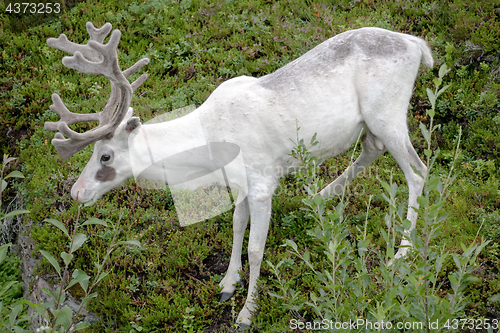 Image of white reindeer