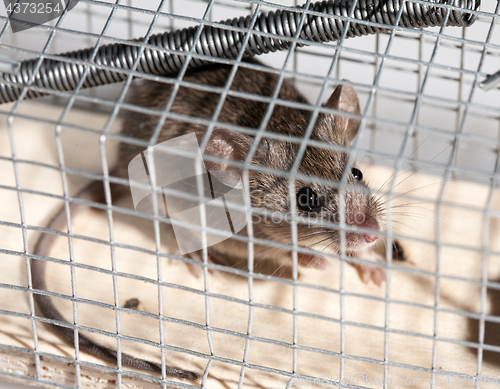Image of mouse in trap