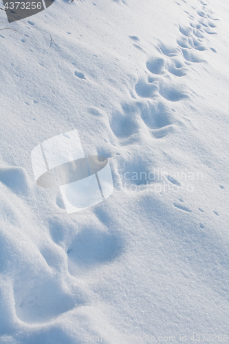 Image of chain of tracks on deep snow