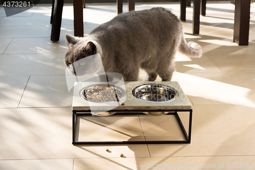 Image of Beautiful cat approaching a food bowl