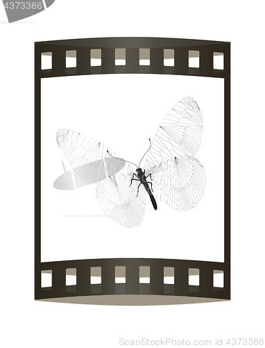 Image of Line butterfly concept. 3d illustration. The film strip.