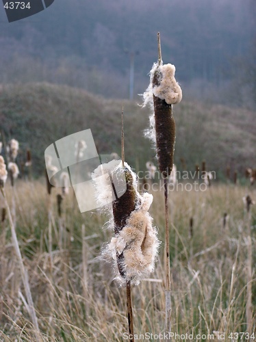 Image of Bullrushes