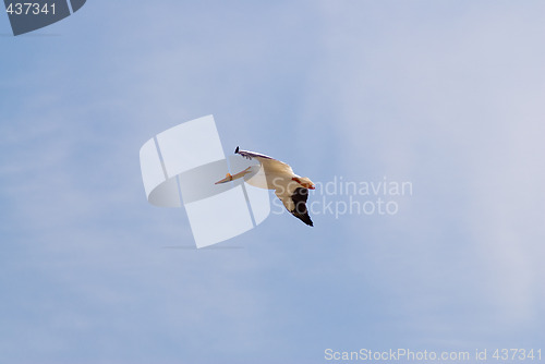 Image of Flying Pelican