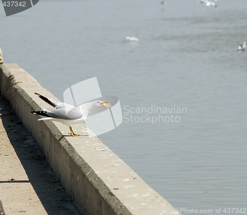 Image of Seagull Eating Food