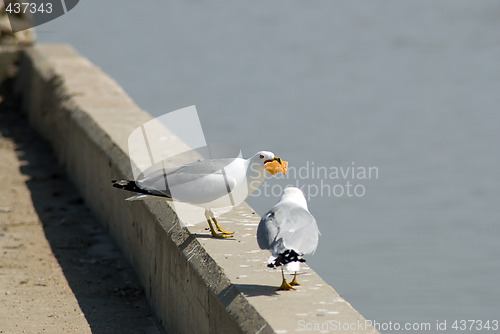 Image of Seagull Not Sharing