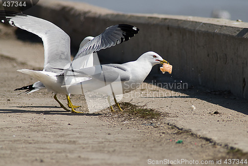 Image of Bird Lunch Time