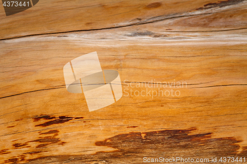 Image of Trunk of the juniper is close-up.