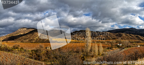 Image of Vineyards. The Autumn Valley