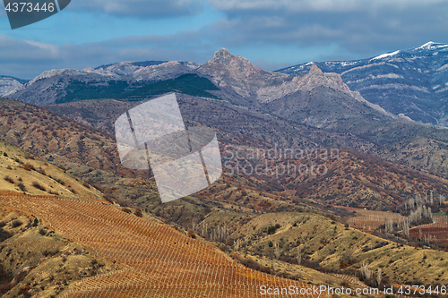 Image of Vineyards. The Autumn Valley