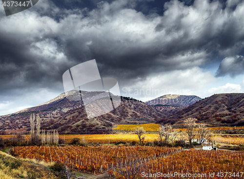 Image of Vineyards. The Autumn Valley. HDR