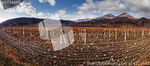 Image of Vineyards. The Autumn Valley