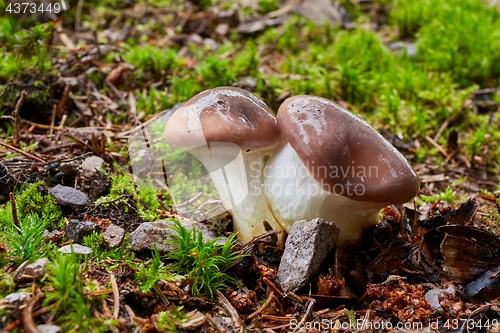 Image of Gomphidius glutinosus in the natural environment.