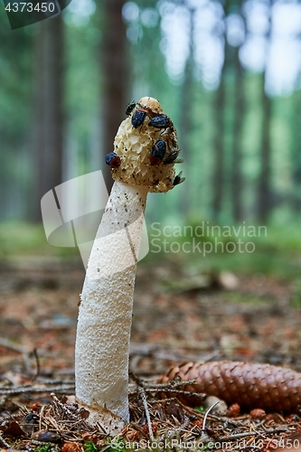 Image of Phallus impudicus in the natural environment.