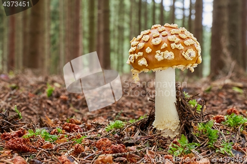 Image of Amanita muscaria in the natural environment.