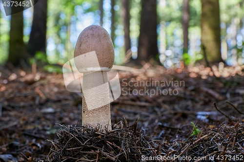 Image of Macrolepiota procera in the natural environment.