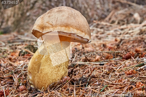 Image of Tylopilus felleus in the natural environment.