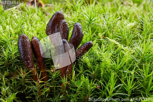 Image of Fungus Elaphocordyceps ophioglossoides